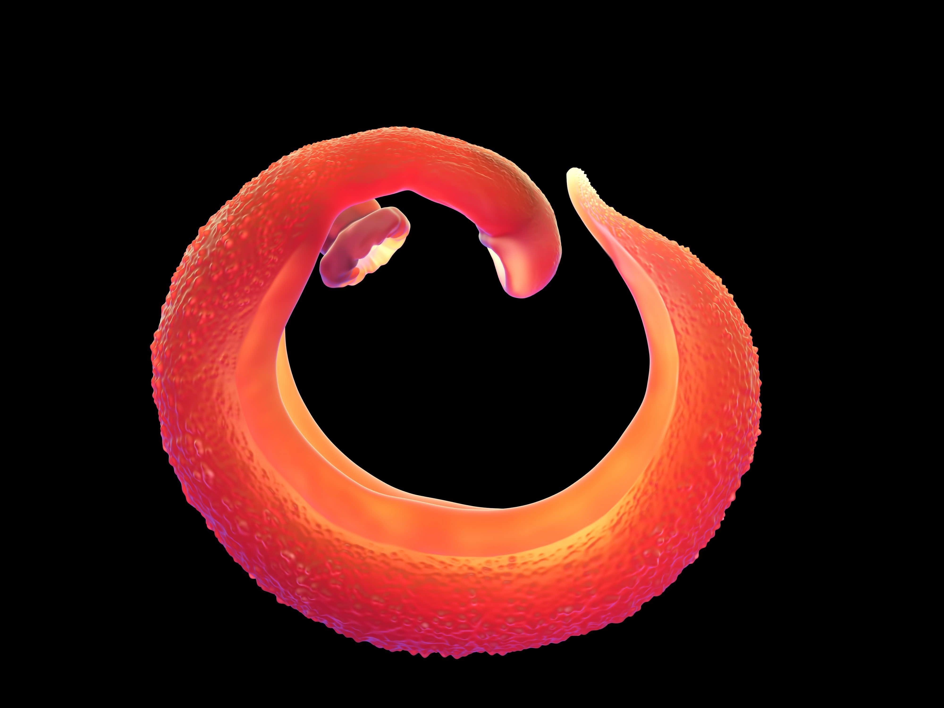 Schistosoma mansoni 