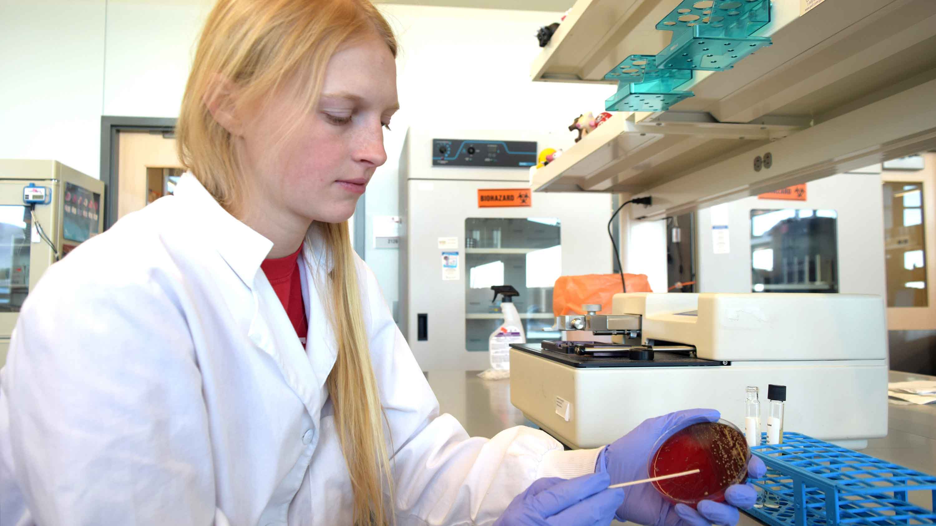 As a student worker at the Nebraska Veterinary Diagnostic center, Erin Weaver inoculates bacteria into an antimicrobial susceptibility test.