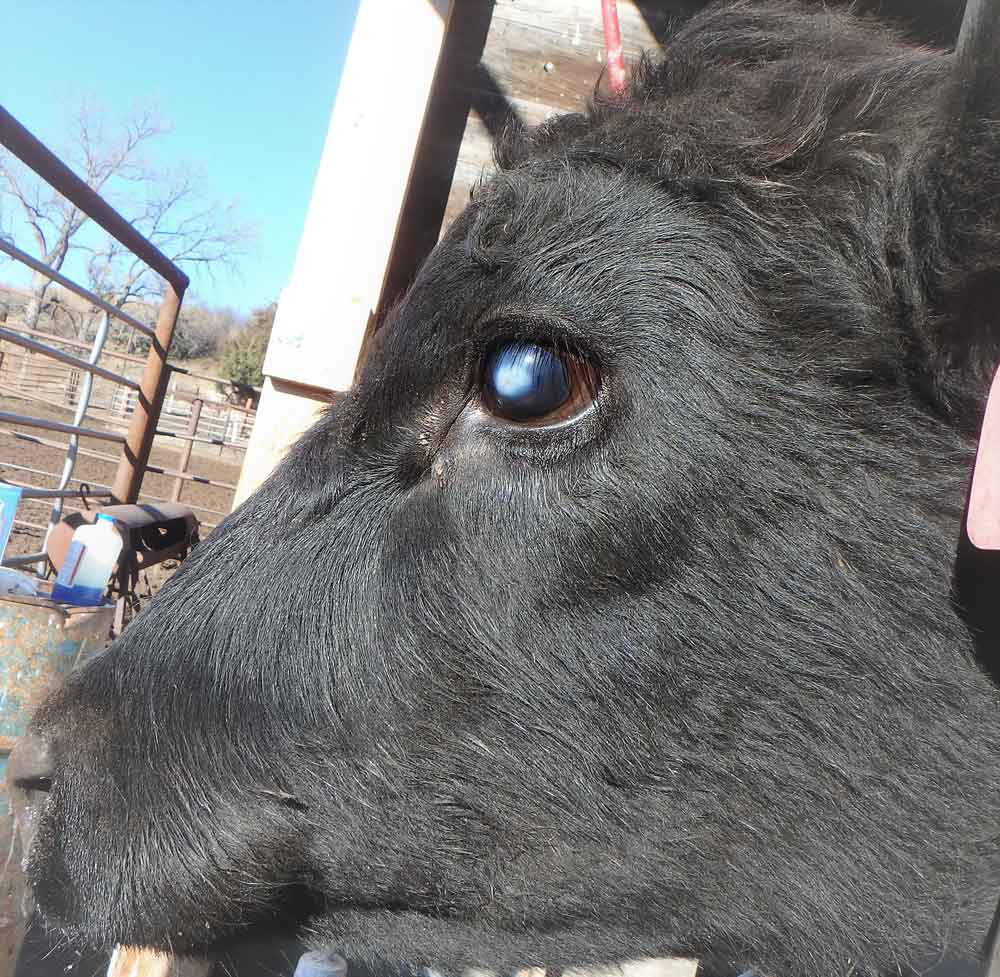 Profile of cattle's face, focus on eye, which appears cloudy